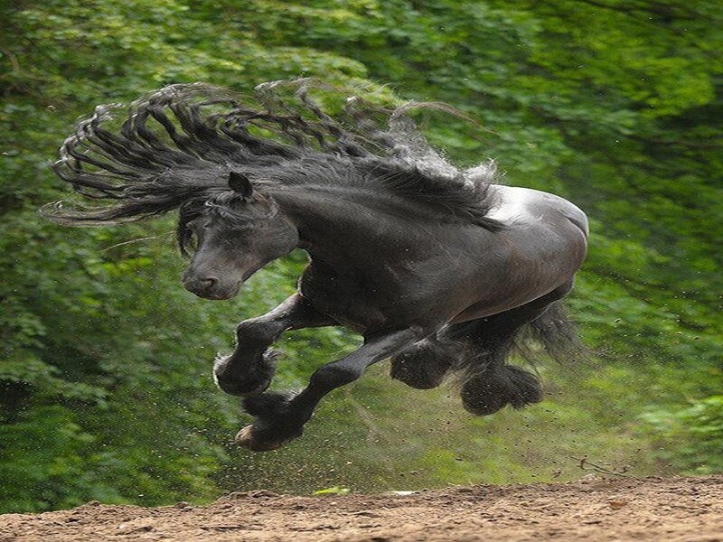 Black Horse Running — Green, Dynamic, Afternoon, Photograph, Trees