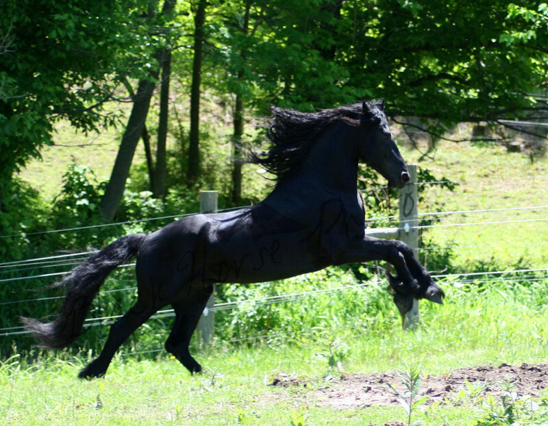 Black Horse Running — Green, Dynamic, Afternoon