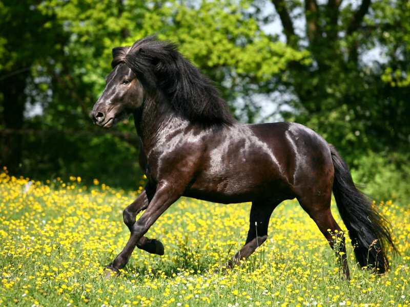 Black Horse Running — Green, Dynamic, Spring