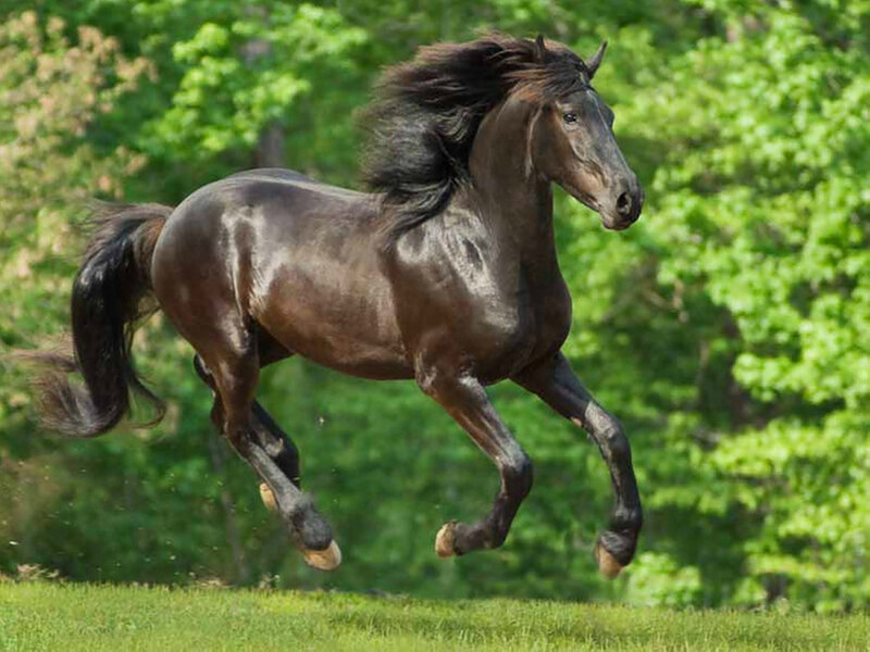 Black Horse Running — Green, Dynamic, Summer, Photograph