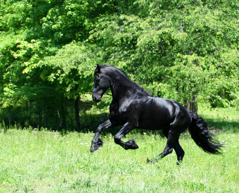Black Horse Running — Green, Dynamic, Summer