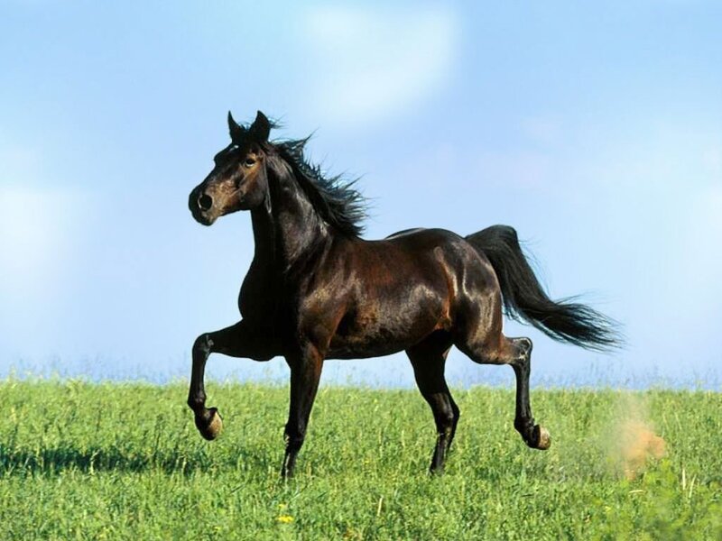 Black Horse Running — Green, Dynamic