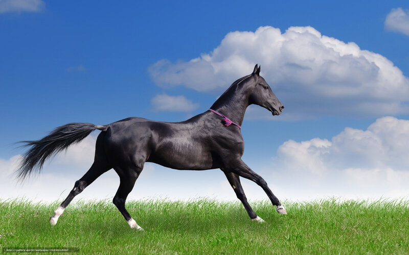 Black Horse Running — Green, Serene, Afternoon, Photograph, Grass, Clouds
