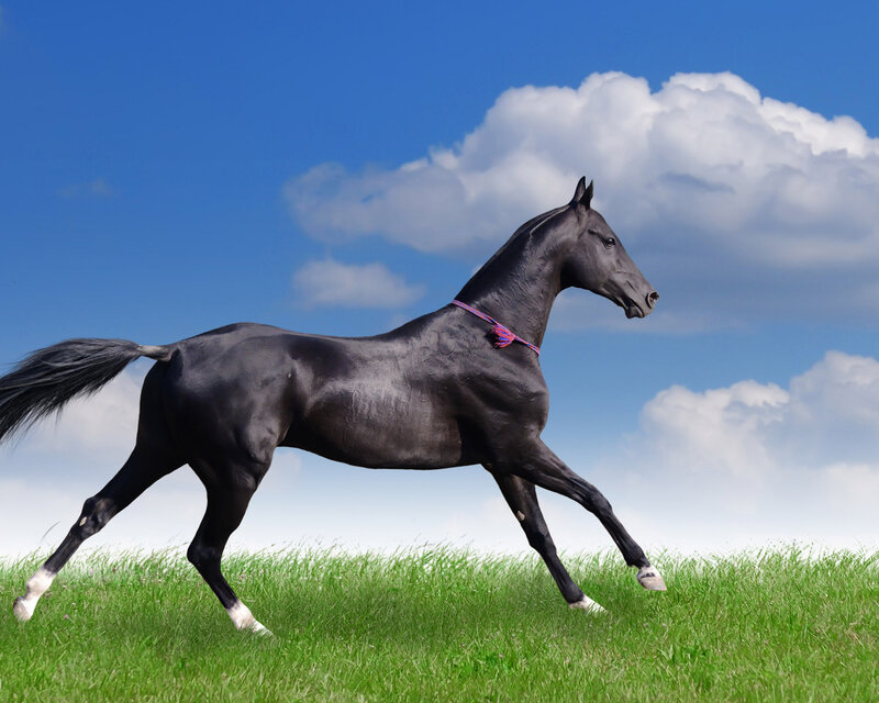 Black Horse Running — Green, Serene, Afternoon, Photograph