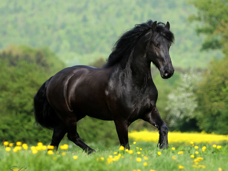 Black Horse Running — Green, Serene, Spring