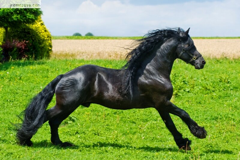 Black Horse Running — Green, Serene