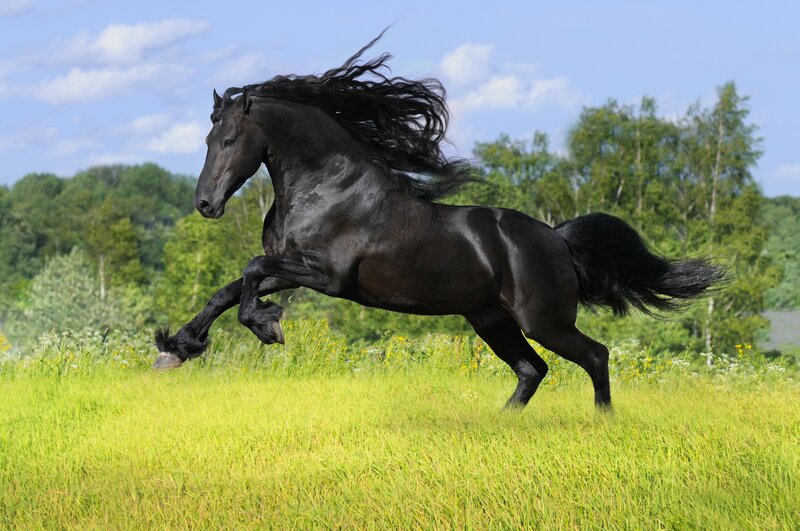 Black Horse Running — Green