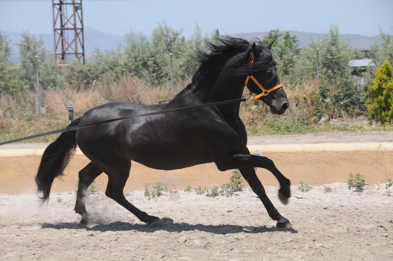 black horse running in a field