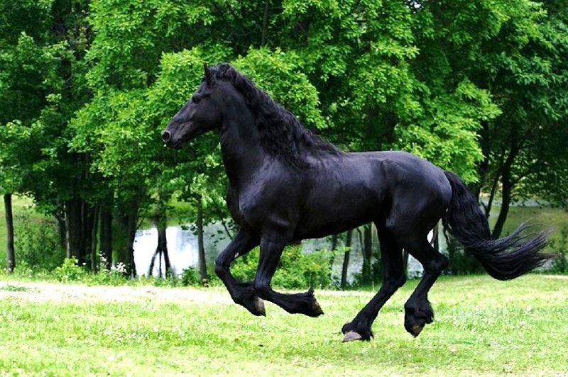 Black horse running in a field