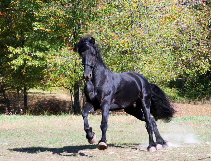 Black horse running in a field
