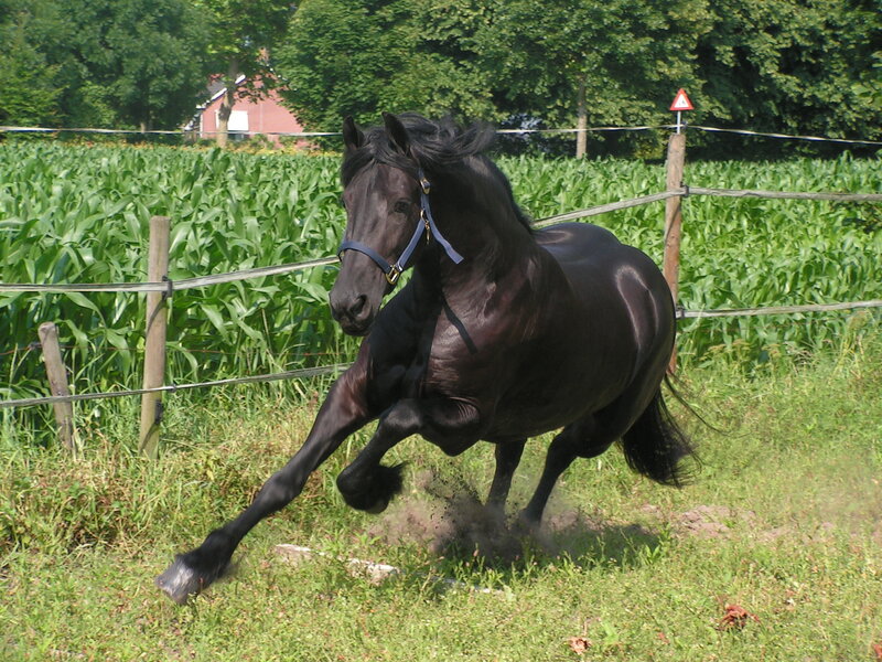 Black horse running in a field