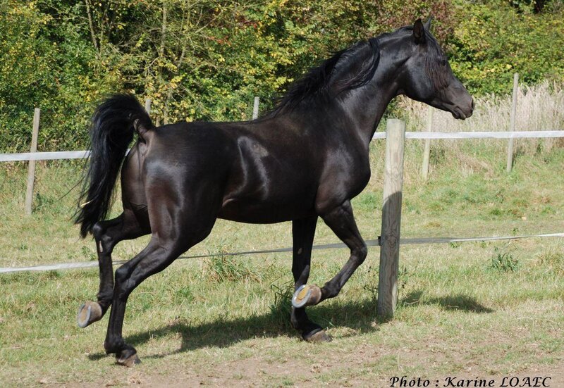 Black horse running in a field