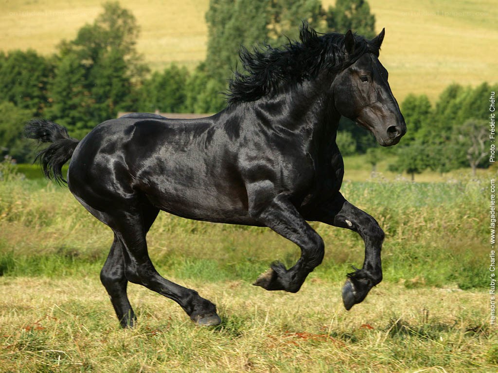 Black horse running in a field