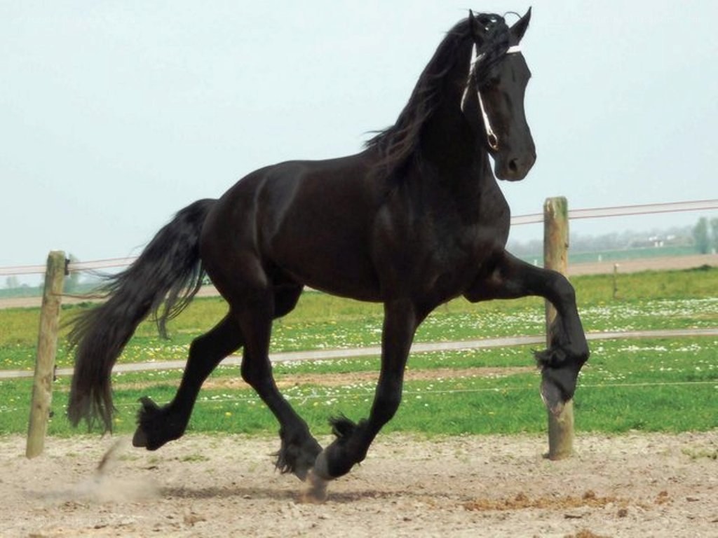 black horse running in a field
