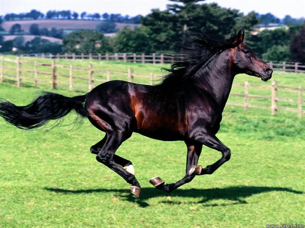 Black horse running in a field
