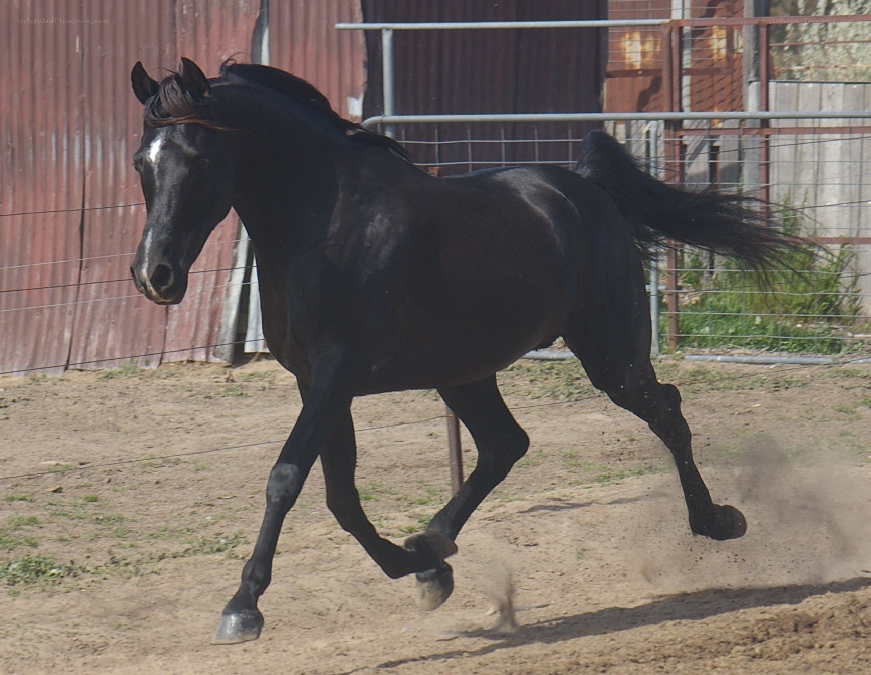 Black horse running in a paddock