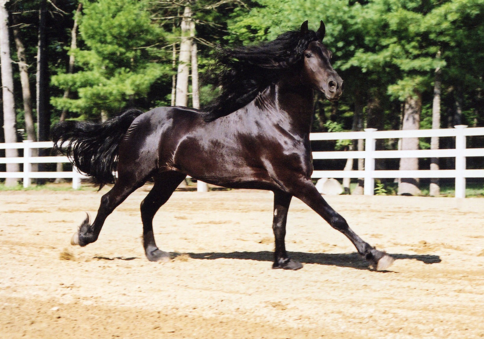 black horse running in a paddock