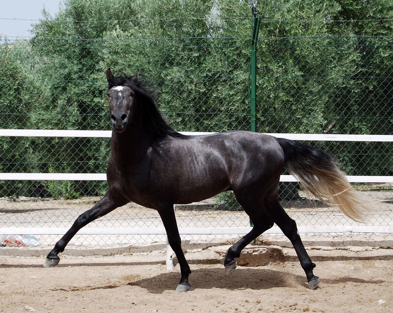 black horse running in a paddock