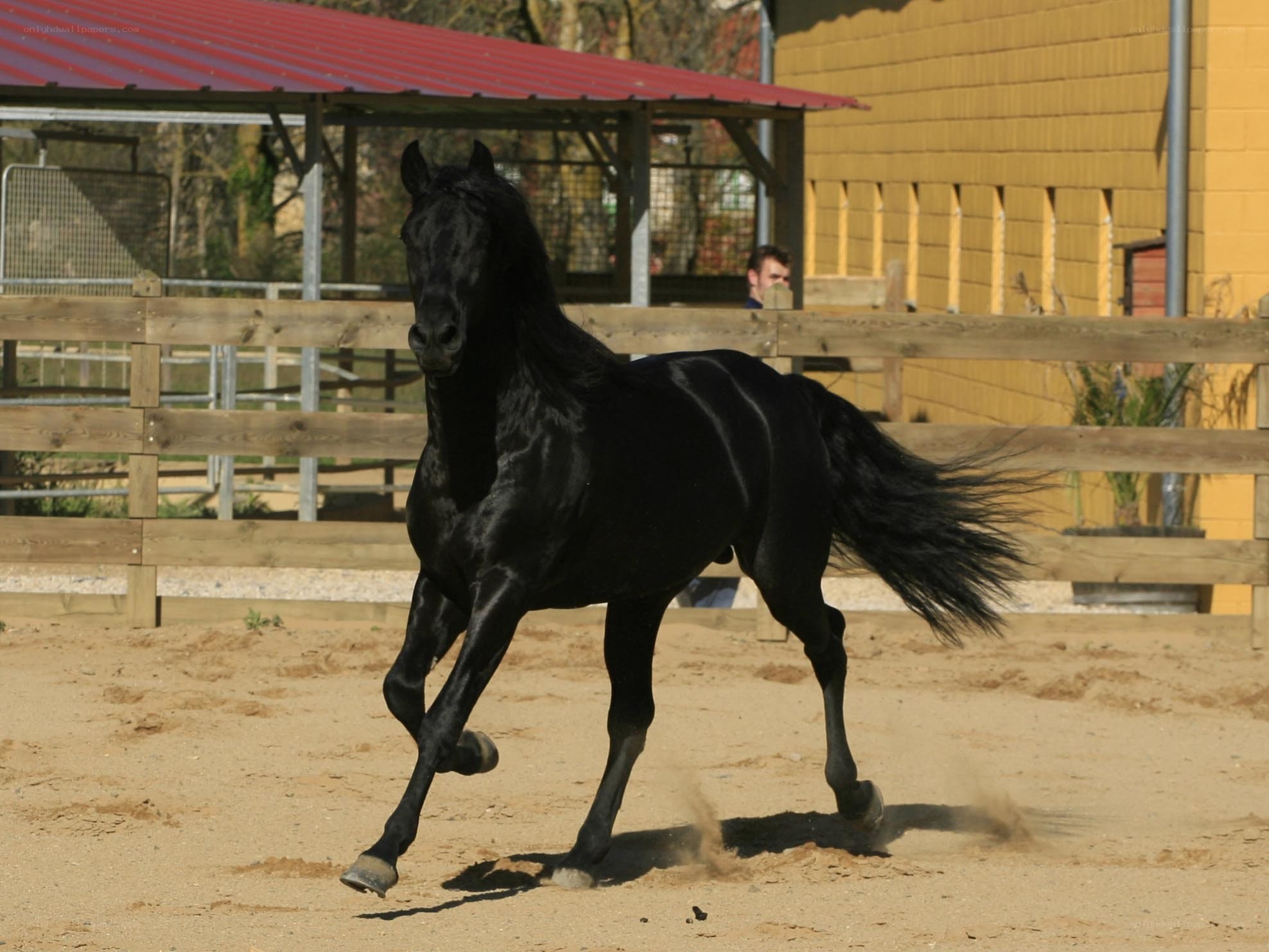 Black horse running in a paddock