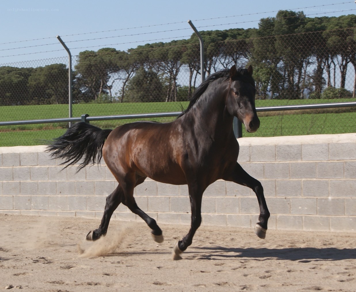 black horse running in arena
