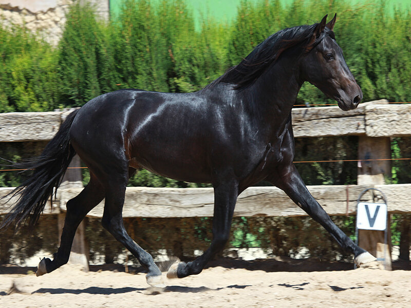 black horse running in arena