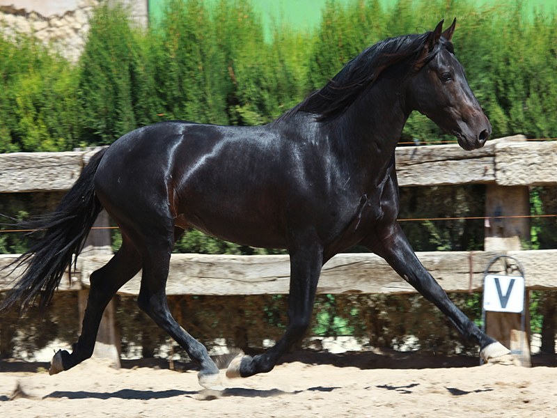 black horse running in arena