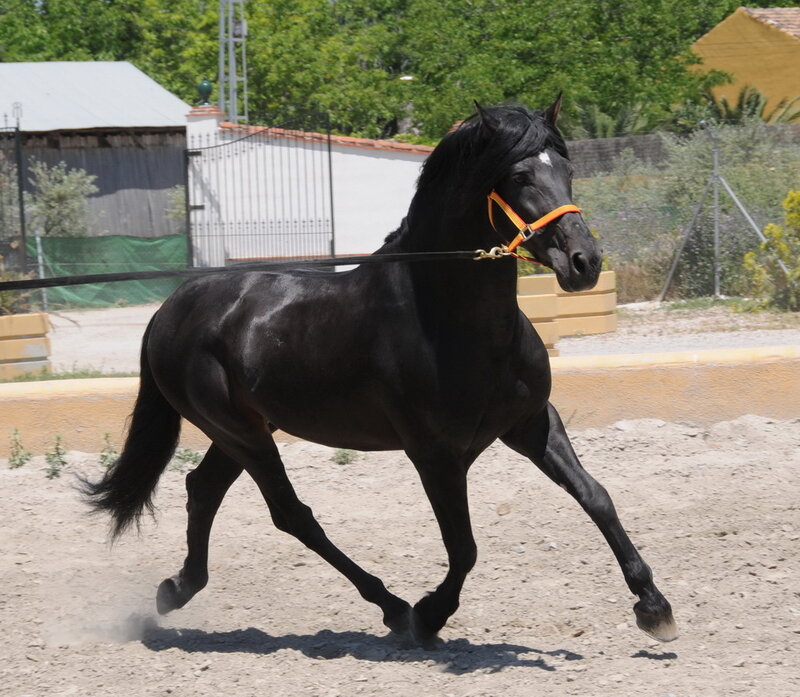 black horse running in arena