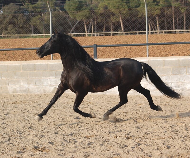 Black horse running in arena