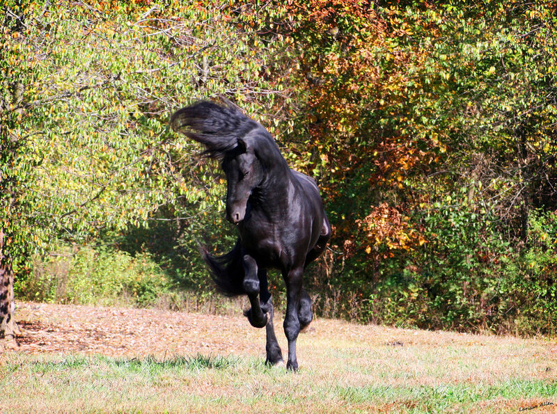 Black horse running in autumn