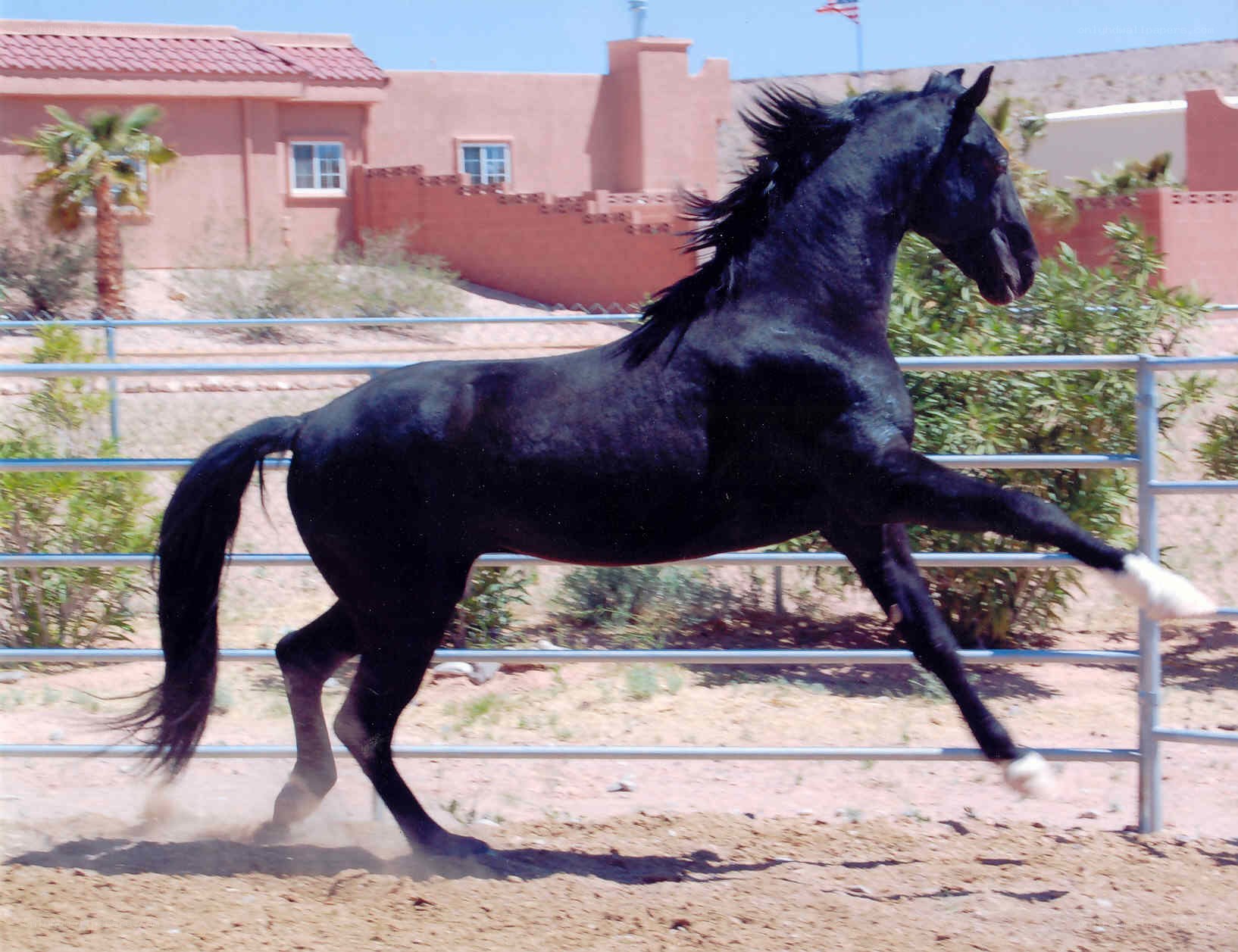 black horse running in corral