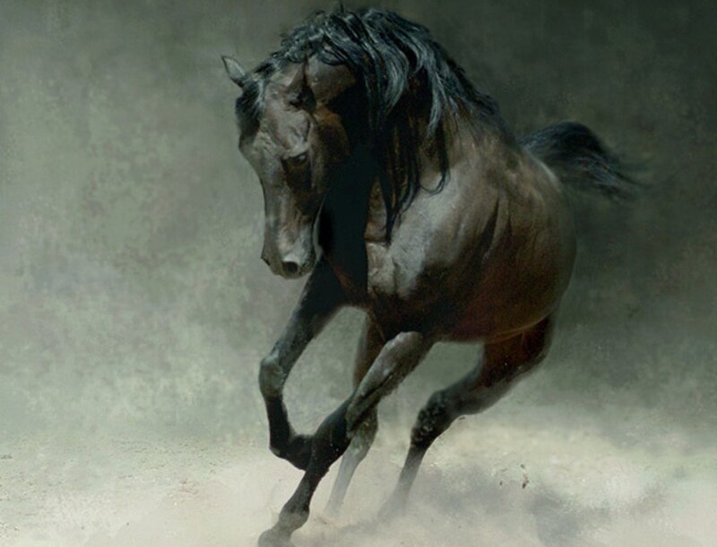 black horse running in dust