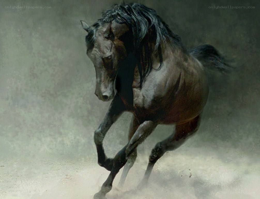 black horse running in dust