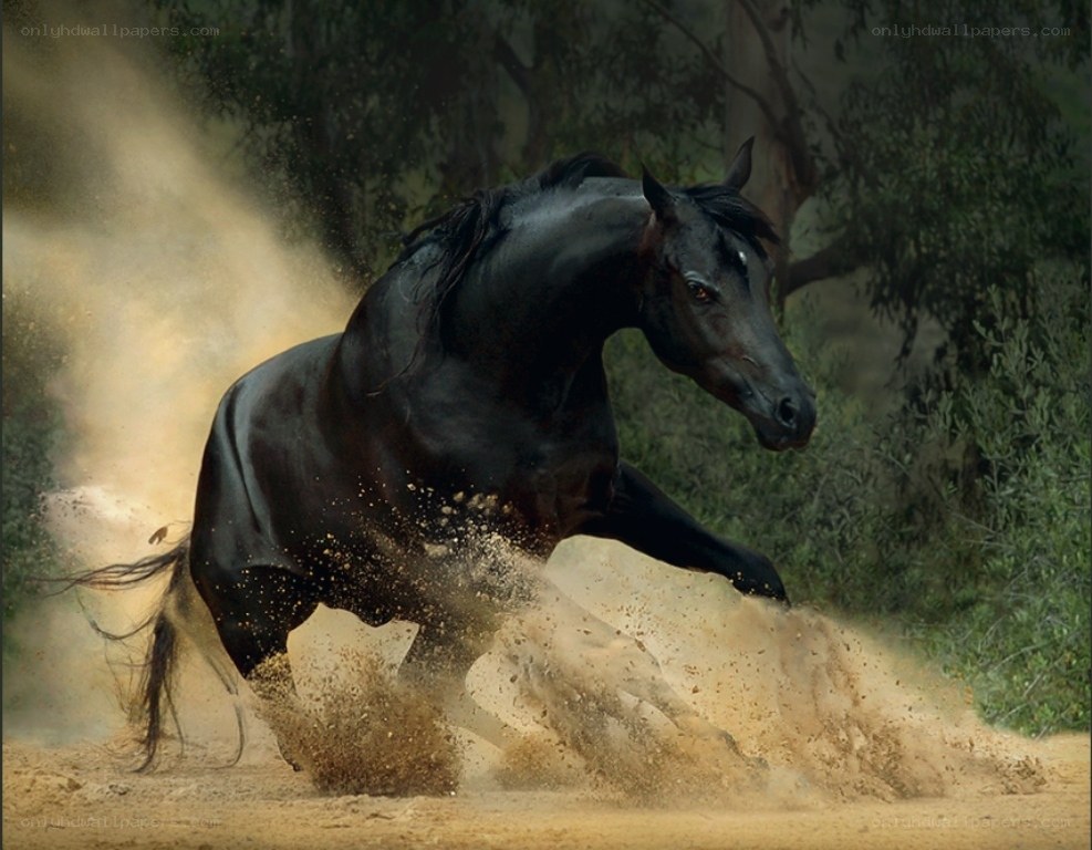 Black horse running in dust
