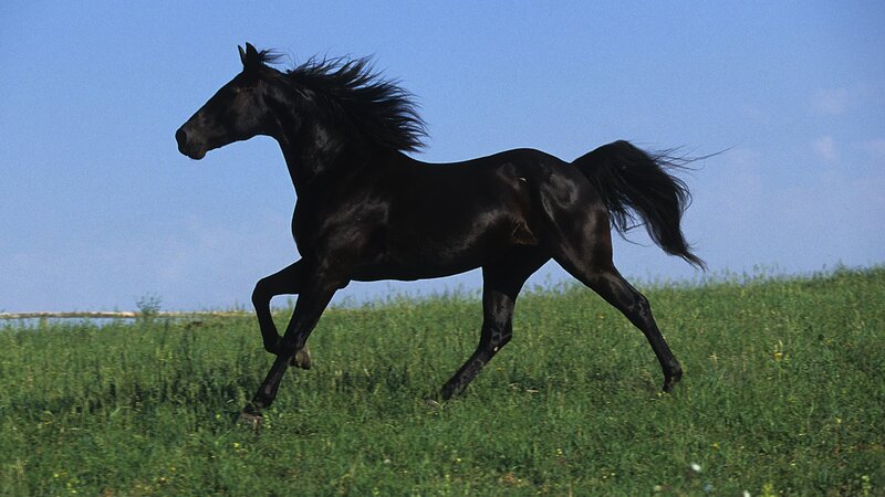 black horse running in field