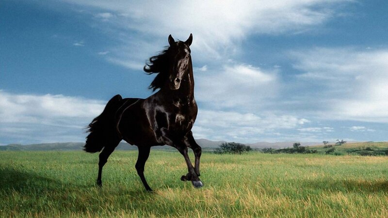 black horse running in field