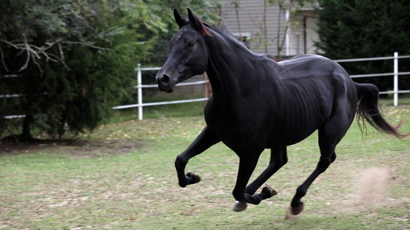 black horse running in field