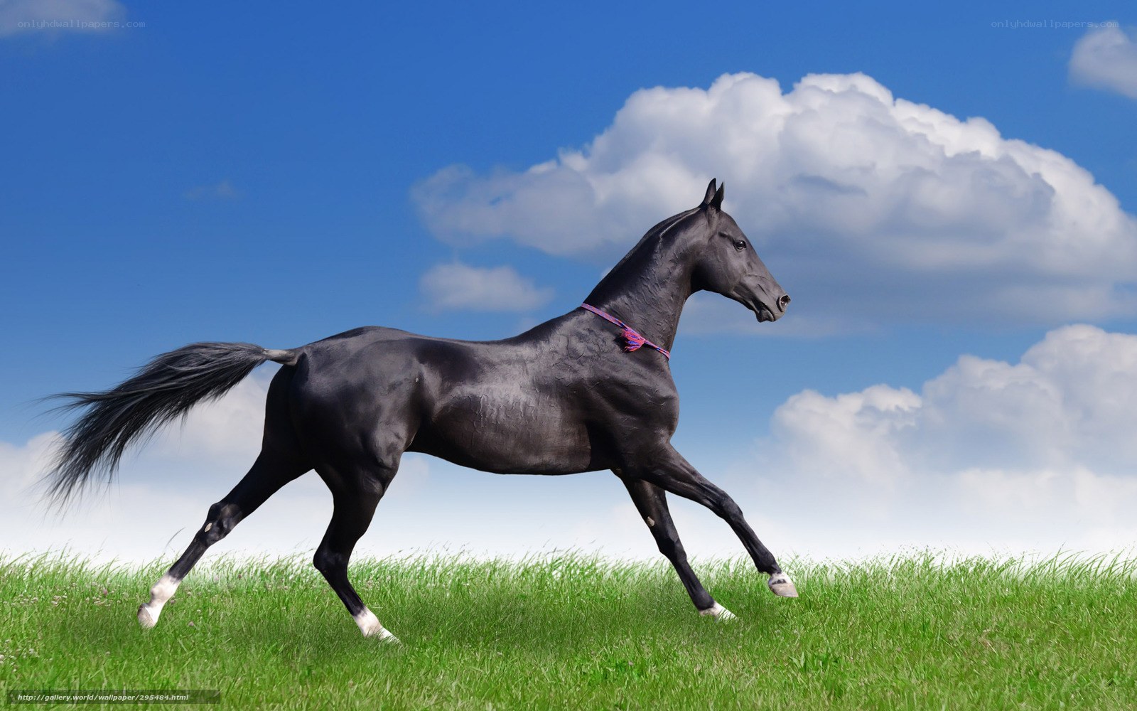 Black horse running in field