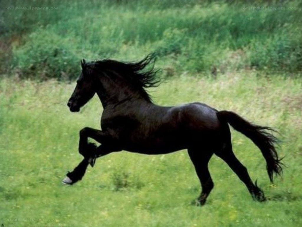 black horse running in field