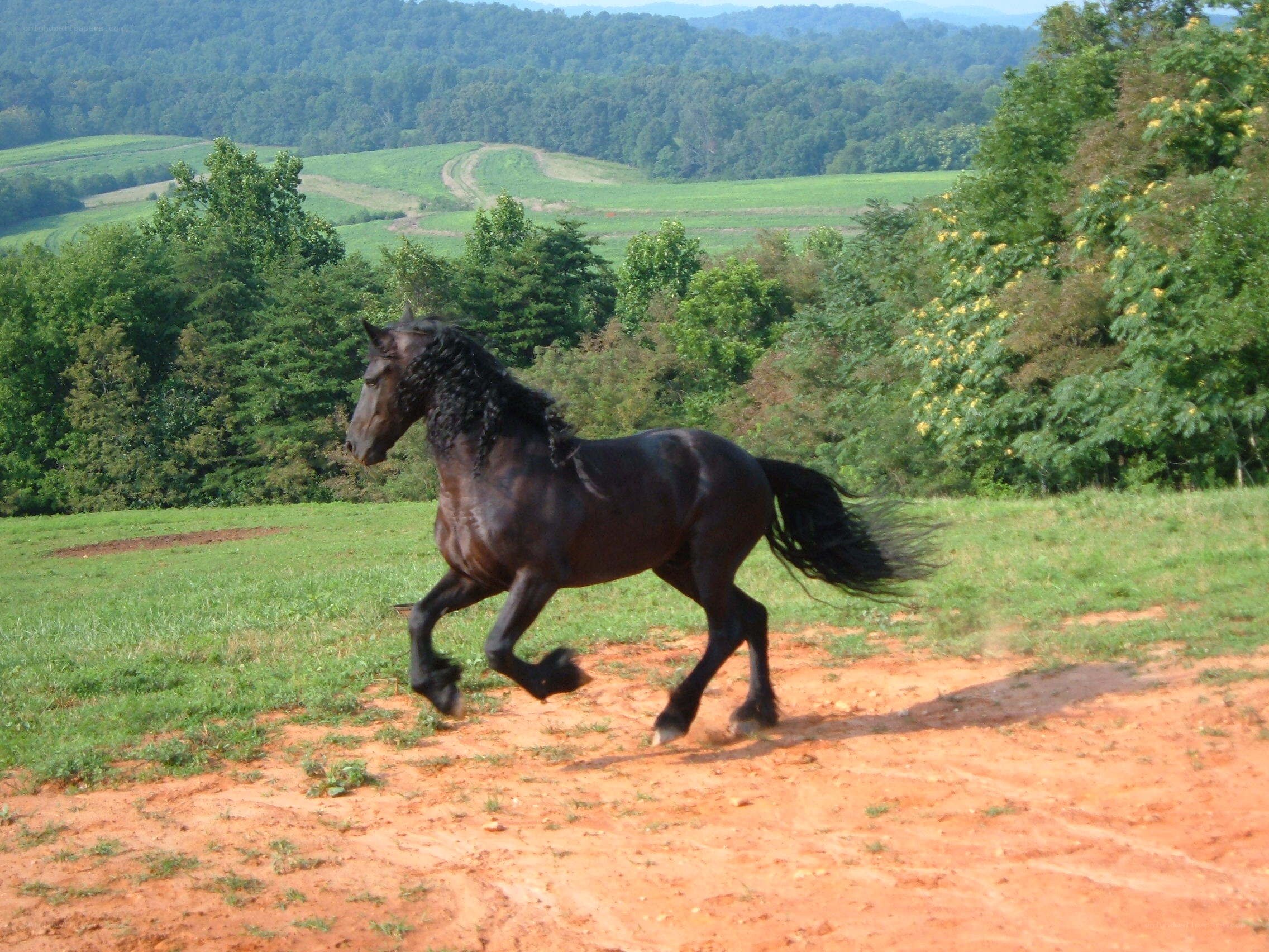 black horse running in field