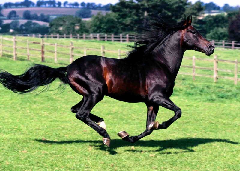 black horse running in field