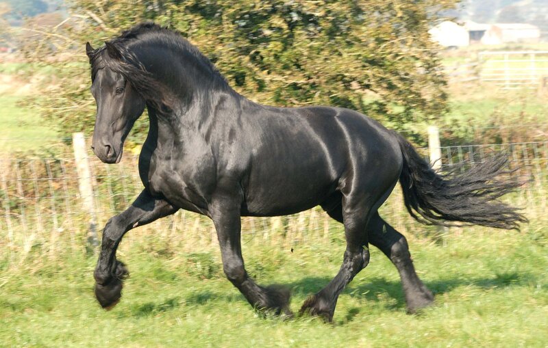 black horse running in field