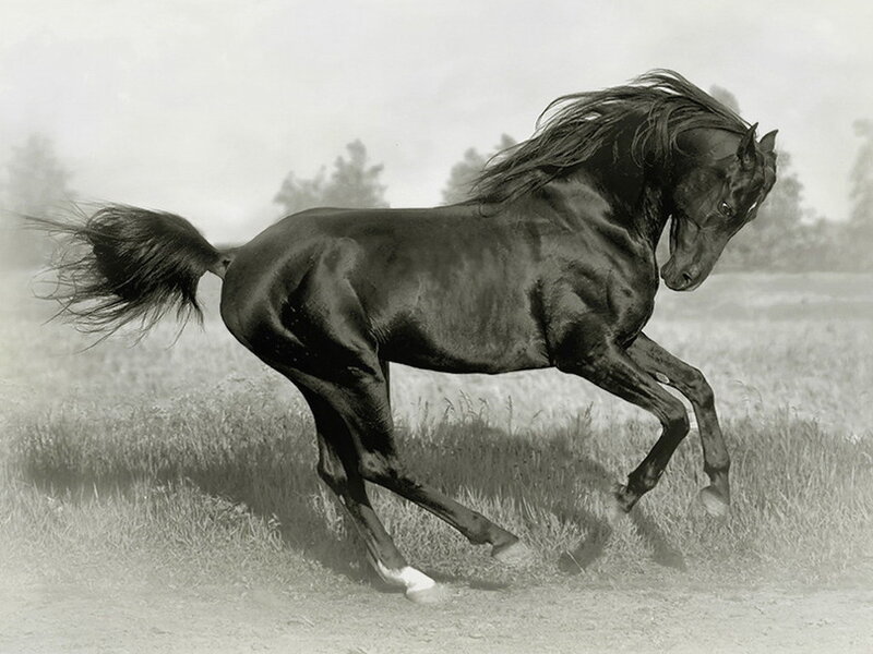 Black horse running in field