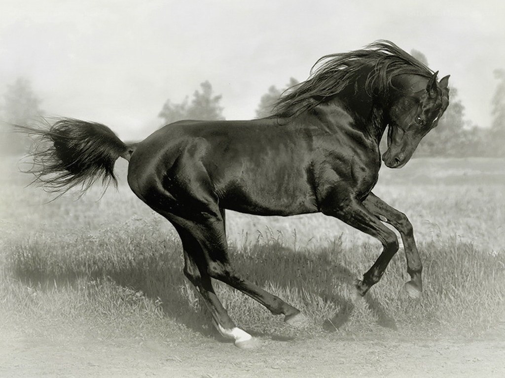 Black horse running in field