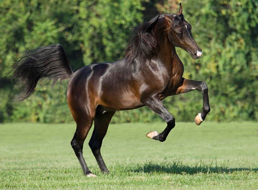 black horse running in field