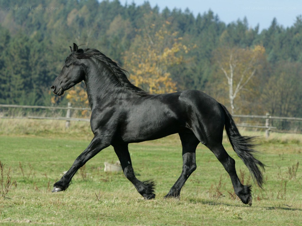 black horse running in field