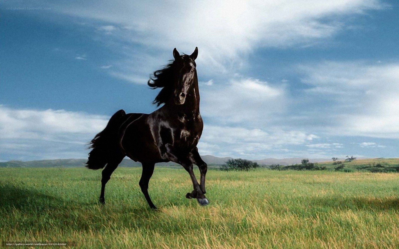 Black horse running in field
