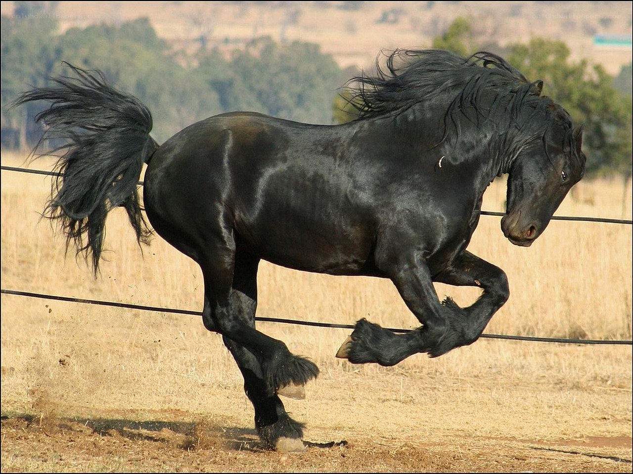 Black horse running in field