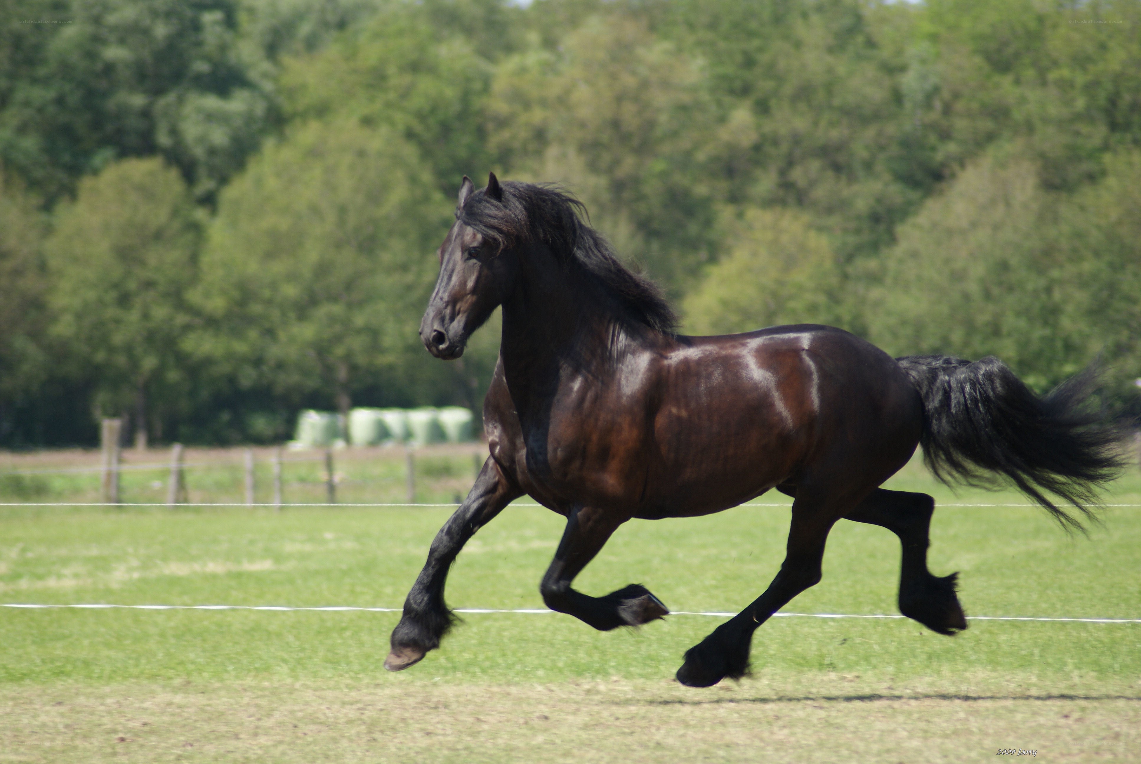black horse running in field