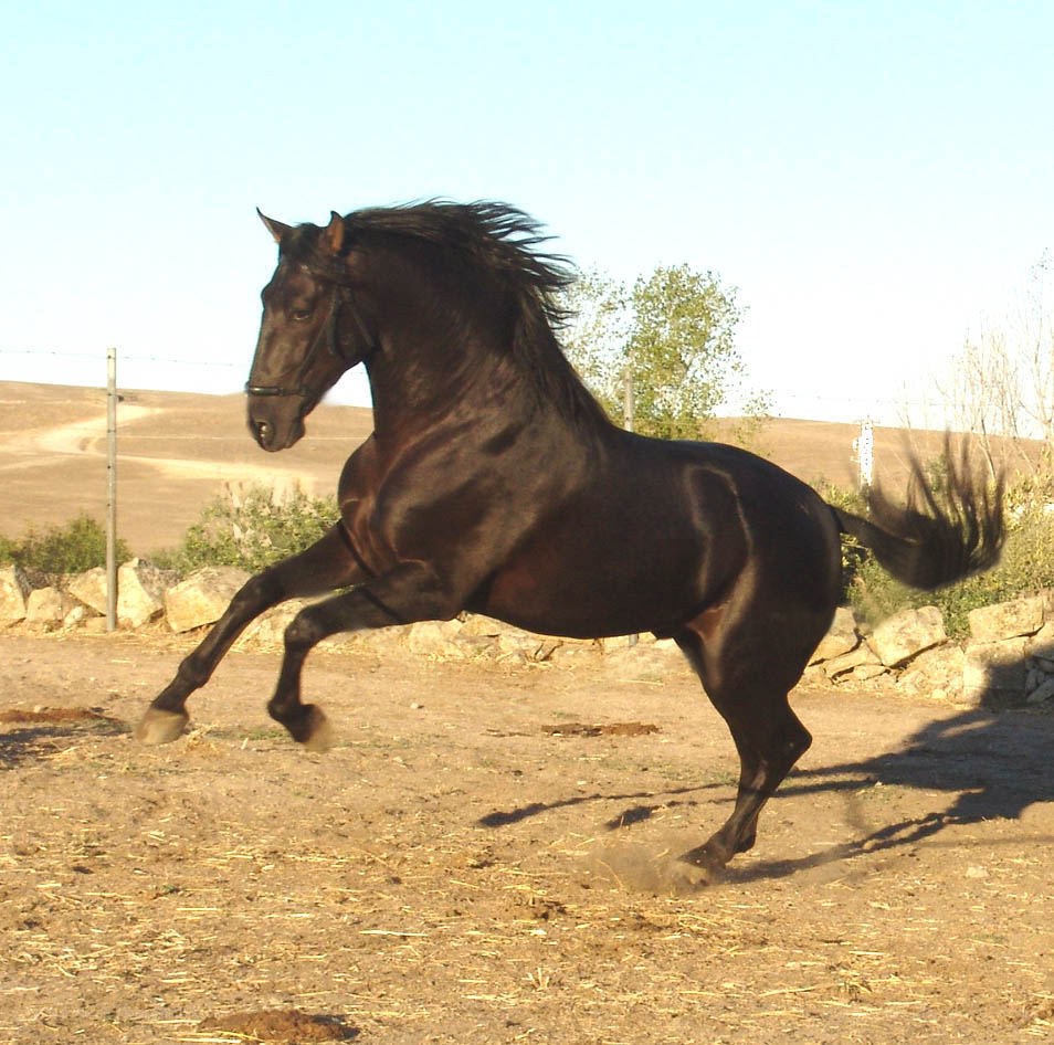 black horse running in field
