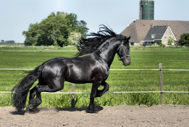 black horse running in field